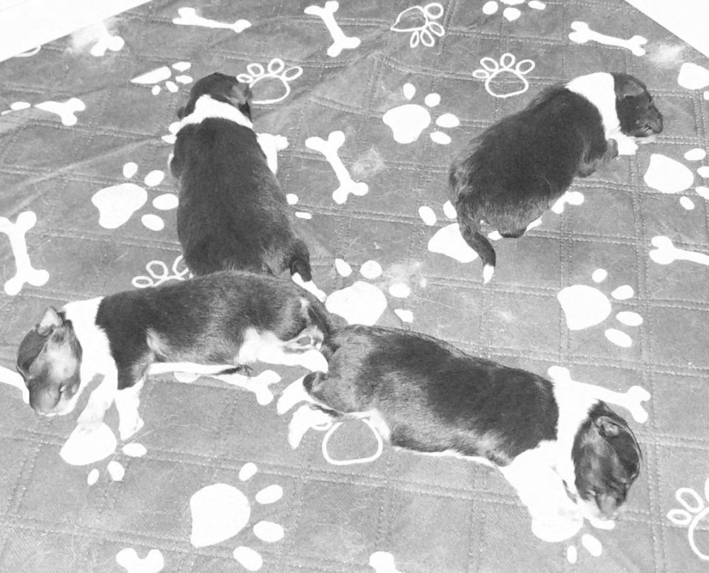 Chiots disponibles