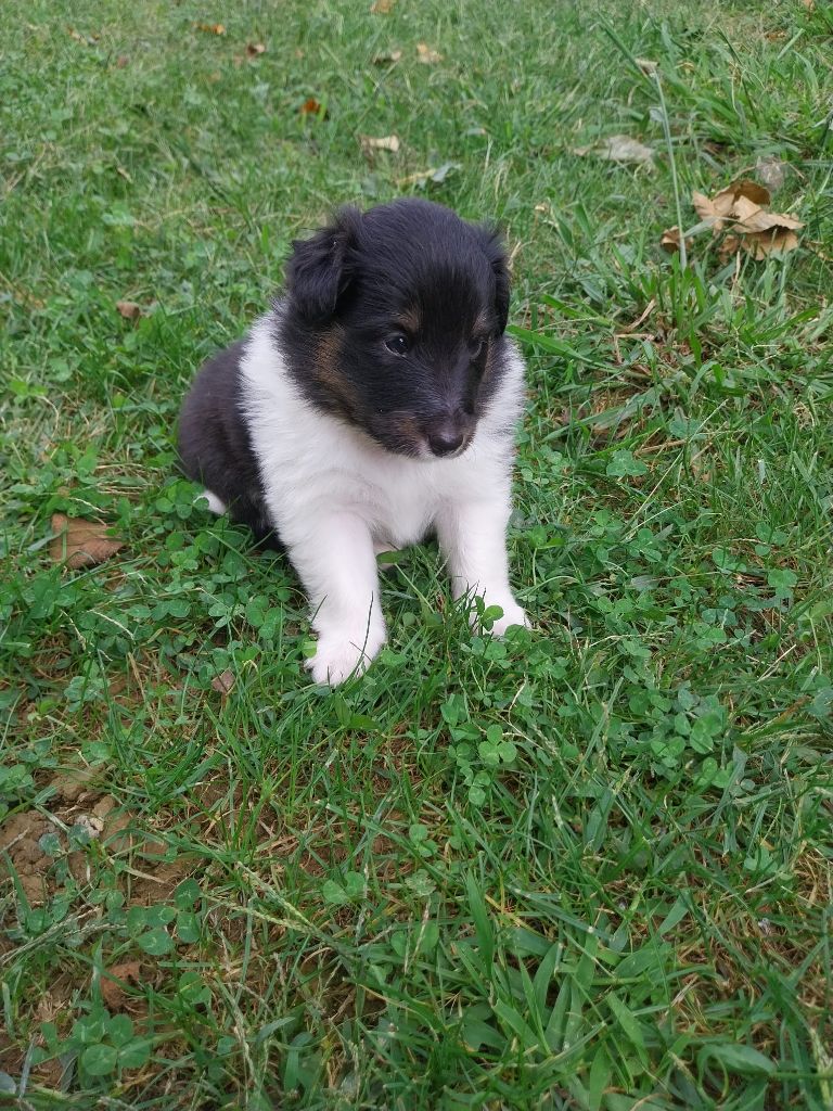 Du Domaine De Lasti D'Hamilaga - Chiots disponibles - Shetland Sheepdog