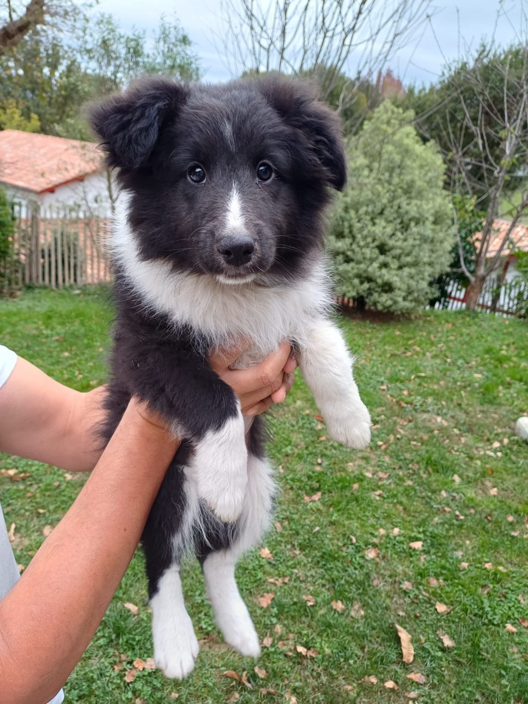 Du Domaine De Lasti D'Hamilaga - Chiots disponibles - Shetland Sheepdog