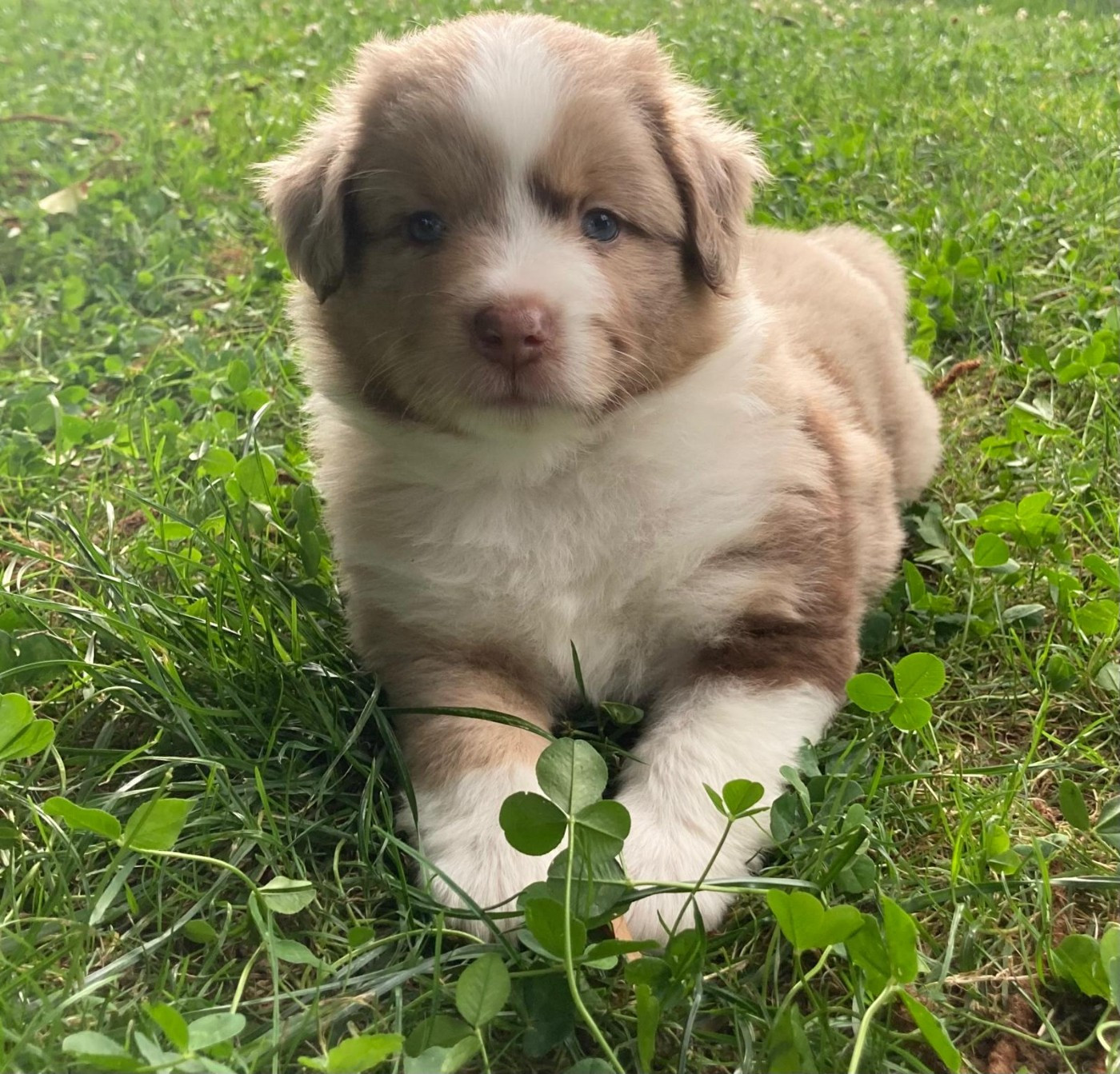 Du Domaine De Lasti D'Hamilaga - Chiots disponibles - Berger Américain Miniature 
