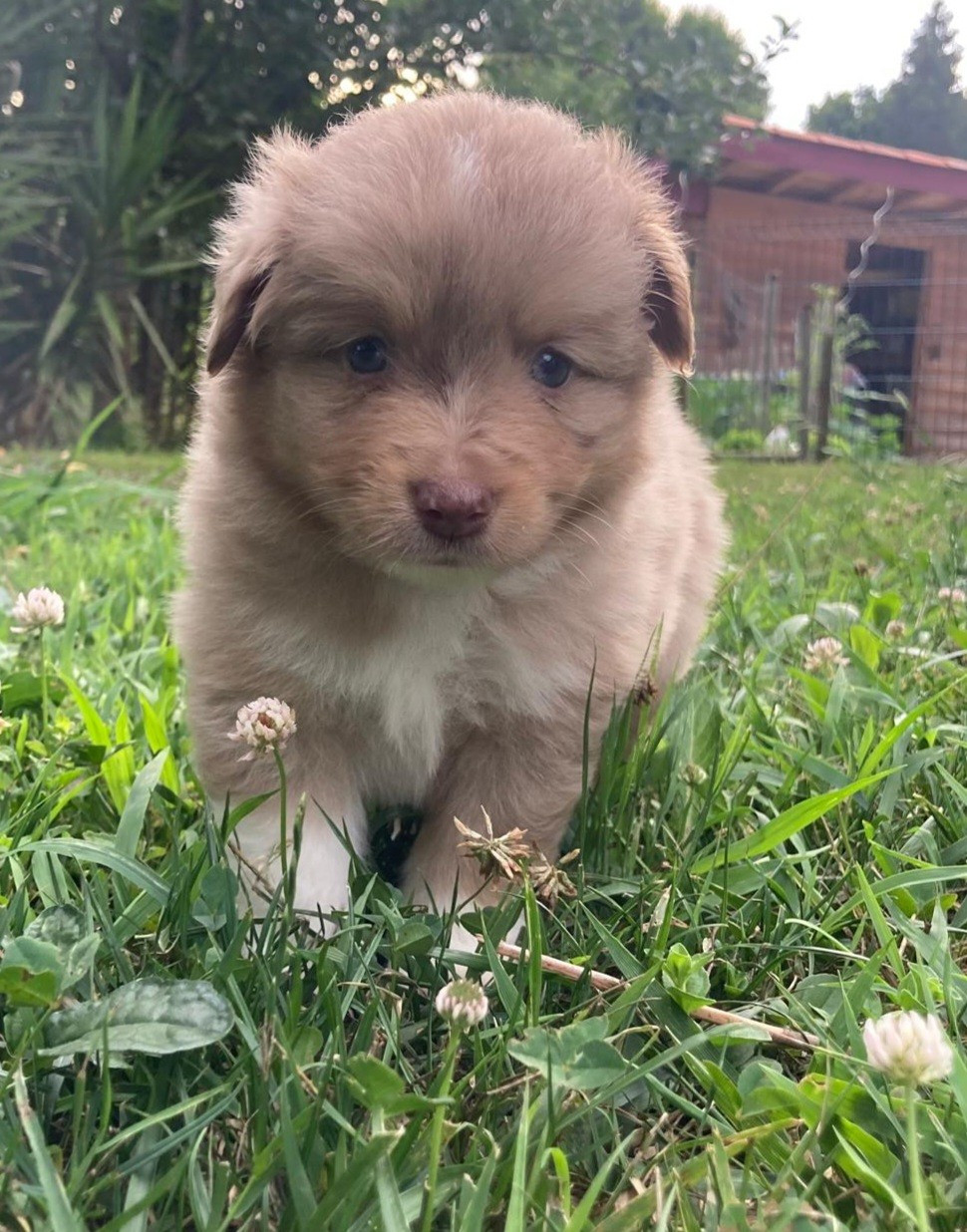 Du Domaine De Lasti D'Hamilaga - Chiots disponibles - Berger Américain Miniature 