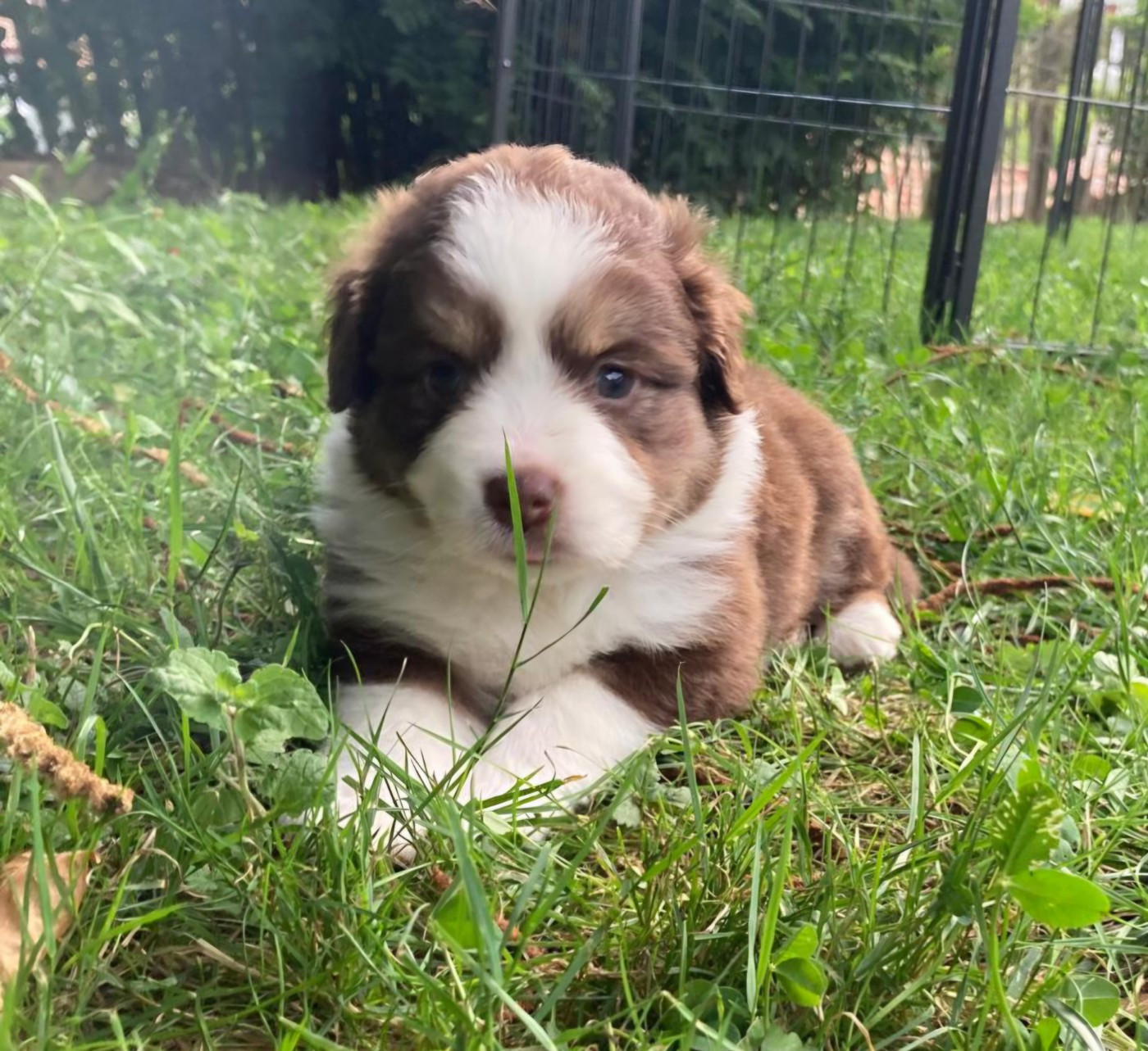 Du Domaine De Lasti D'Hamilaga - Chiots disponibles - Berger Américain Miniature 