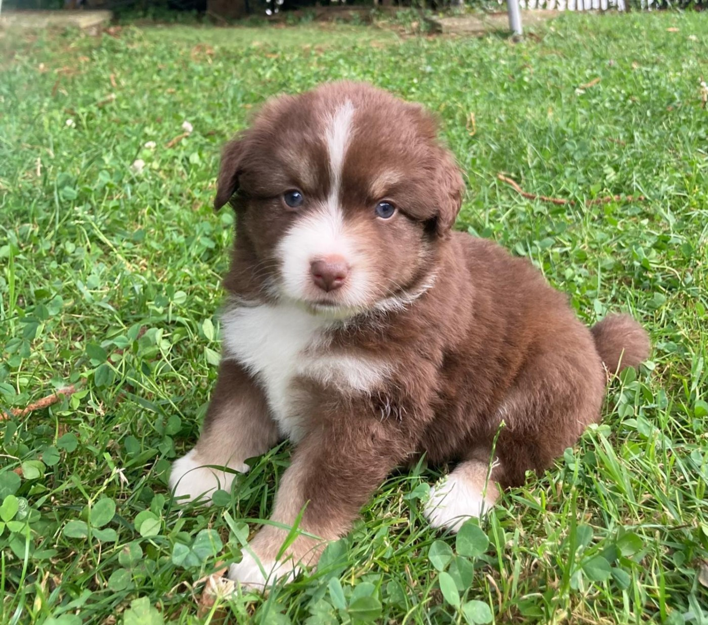 Du Domaine De Lasti D'Hamilaga - Chiots disponibles - Berger Américain Miniature 