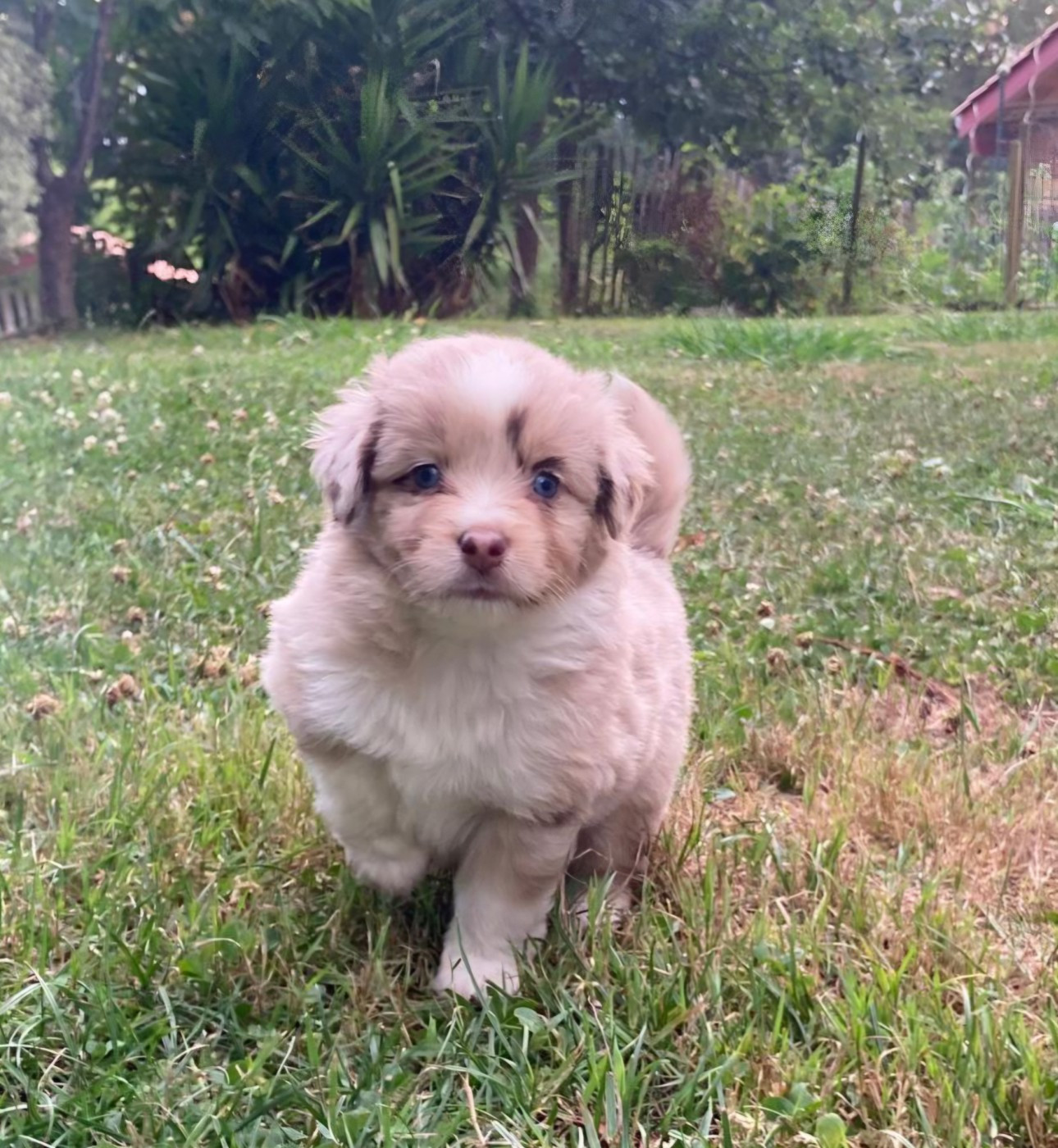 Du Domaine De Lasti D'Hamilaga - Chiots disponibles - Berger Américain Miniature 