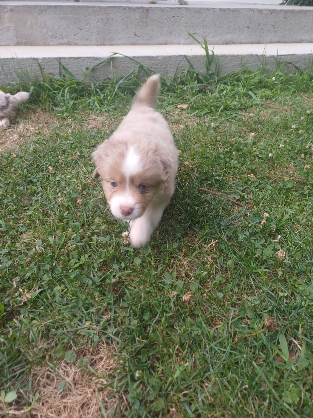 Du Domaine De Lasti D'Hamilaga - Chiots disponibles - Berger Américain Miniature 
