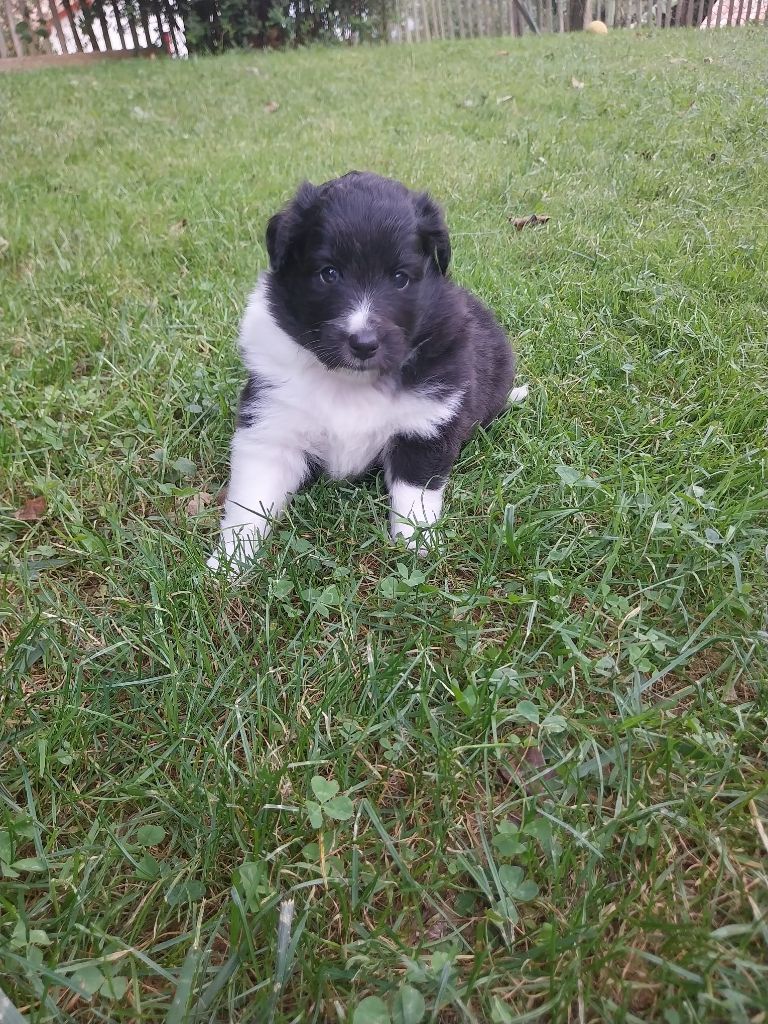 Du Domaine De Lasti D'Hamilaga - Chiots disponibles - Shetland Sheepdog