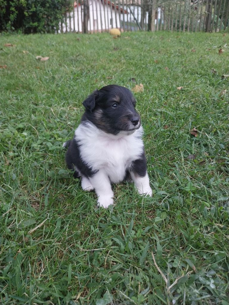 Du Domaine De Lasti D'Hamilaga - Chiots disponibles - Shetland Sheepdog