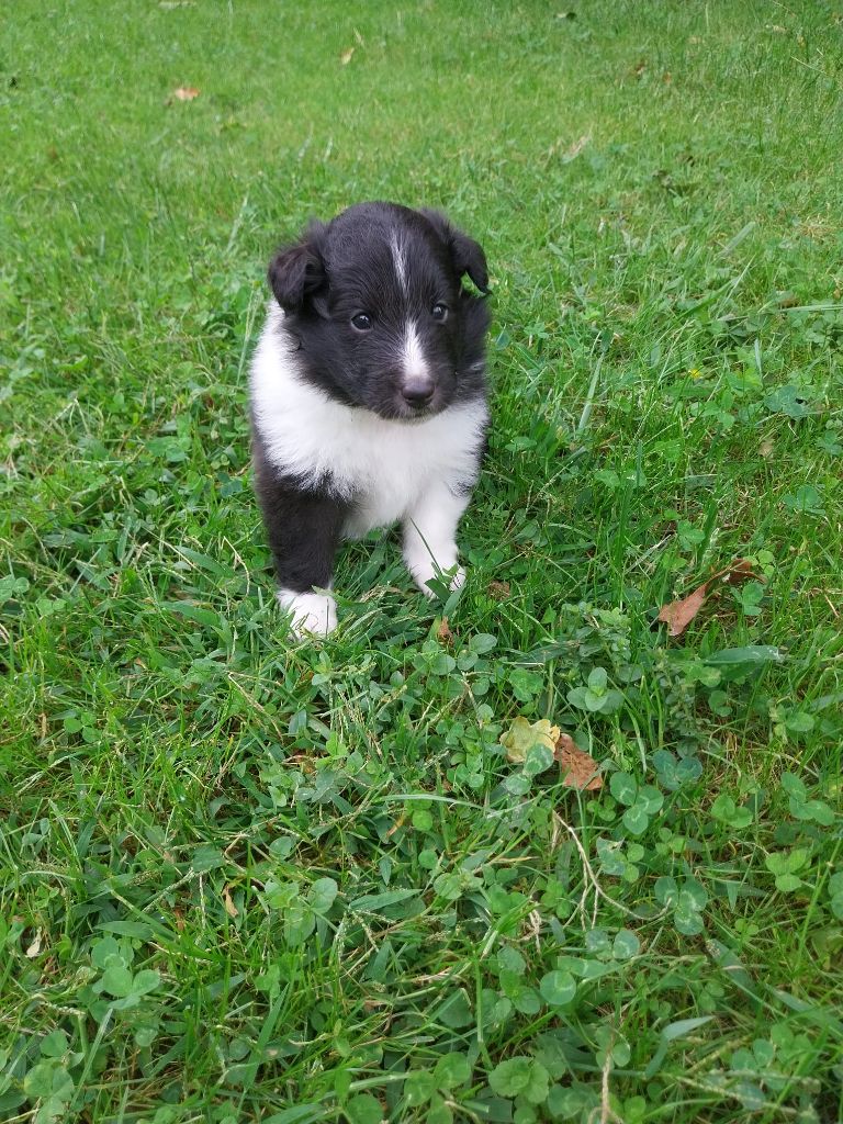 Du Domaine De Lasti D'Hamilaga - Chiots disponibles - Shetland Sheepdog