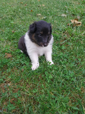 CHIOT 2
