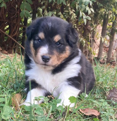 BEETHOVEN