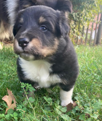 Bowie