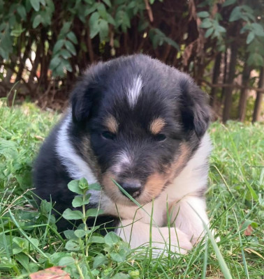 Bella
